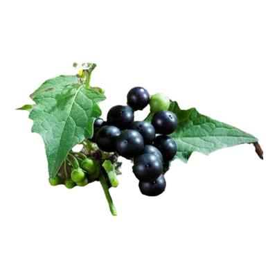 新鲜龙葵草黑点归规黑野茄子下火野海椒苦葵黑籽菜牛酸浆黑甜菜