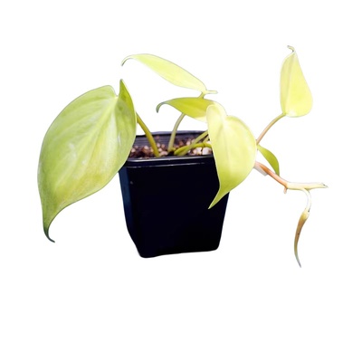 柠檬蔓绿绒室内美观便宜吊篮垂吊