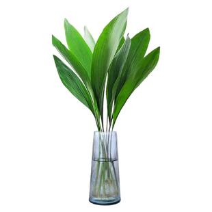 一叶兰水培植物盆栽绿植水养客厅四季常青桌面办公室内大叶鲜花卉