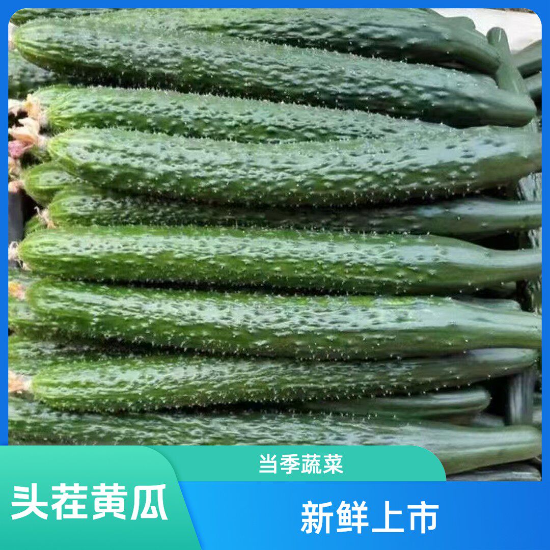 【现摘现发】河南农家自种绿心黄瓜不沾花不嫁接青瓜当季蔬菜3/5