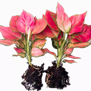 如意吉利万年红水培植物绿植室内水养绿萝花卉盆栽发财树富贵竹芋