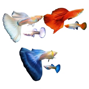 孔雀鱼活体鱼苗观赏鱼小鱼金鱼热带淡水好养耐活斑马鱼缸小型凤尾