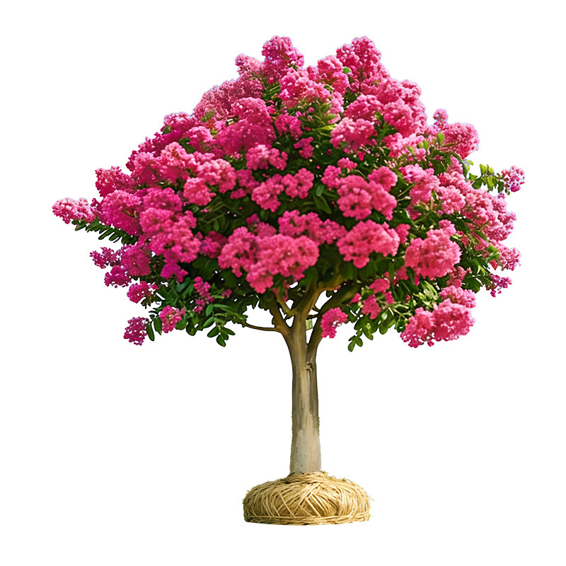 紫薇花树苗庭院大型老桩别墅室外道路绿化植物百日红花卉风景大树