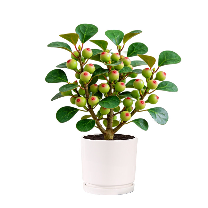 小盼菩提树盆栽带果室内桌面绿植办公室好养水培花卉植物茶桌盆景