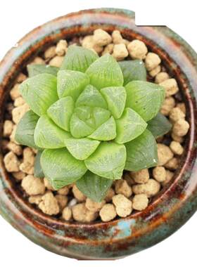 姬玉露多肉植物盆栽群生水晶