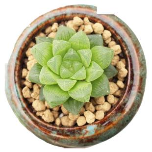 可园 姬玉露多肉植物小盆栽 多头群生姬寿 雪花玉露 新手宝草水晶