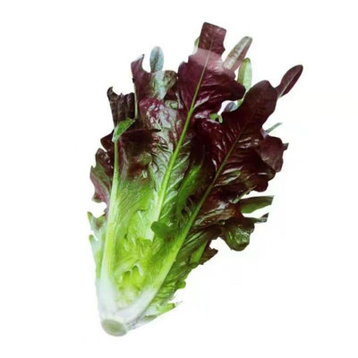 油麦菜种子甜脆紫丫丫开速生青菜种籽大全耐寒阳台盆栽蔬菜种子