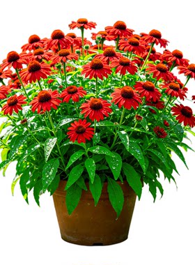 【花境宠儿】松果菊紫锥菊橙色光芒阳台四季开花易养观赏绿植树株