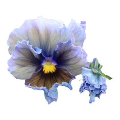 皱边角堇花苗盆栽花园阳台耐寒