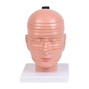 头颈部切面附脑12部件模型颅腔血管神经显可拆卸标注医用解剖教学