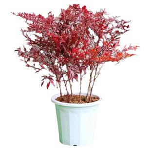 火焰南天竹树苗庭院花卉植物绿化苗木红天竹观叶盆栽耐寒四季好养