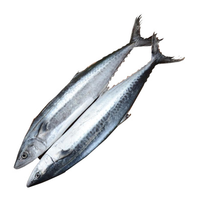 正宗深海特大马鲛鱼冷冻海鱼