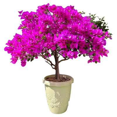 三角梅盆栽带花发货漳红樱绿樱