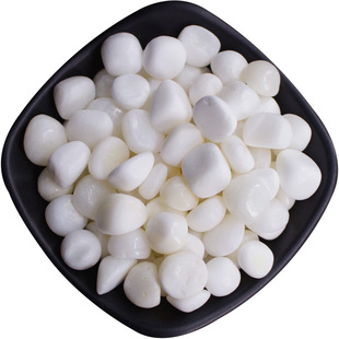 天然海南深海白贝壳原石化石摆件供曼扎装藏七宝石装饰品造景石头