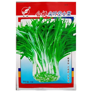 白梗尖叶空心菜种子小叶白茎通心菜蕹菜蓊菜藤菜种籽10克/约100粒
