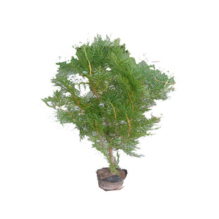 云南造林绿化侧柏扁柏柏树苗柏树树苗营养袋现挖现发带土发货