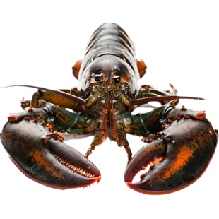 1-15斤只鲜活波士顿大龙虾海鲜超大活体加拿大波斯顿龙虾顺丰包邮