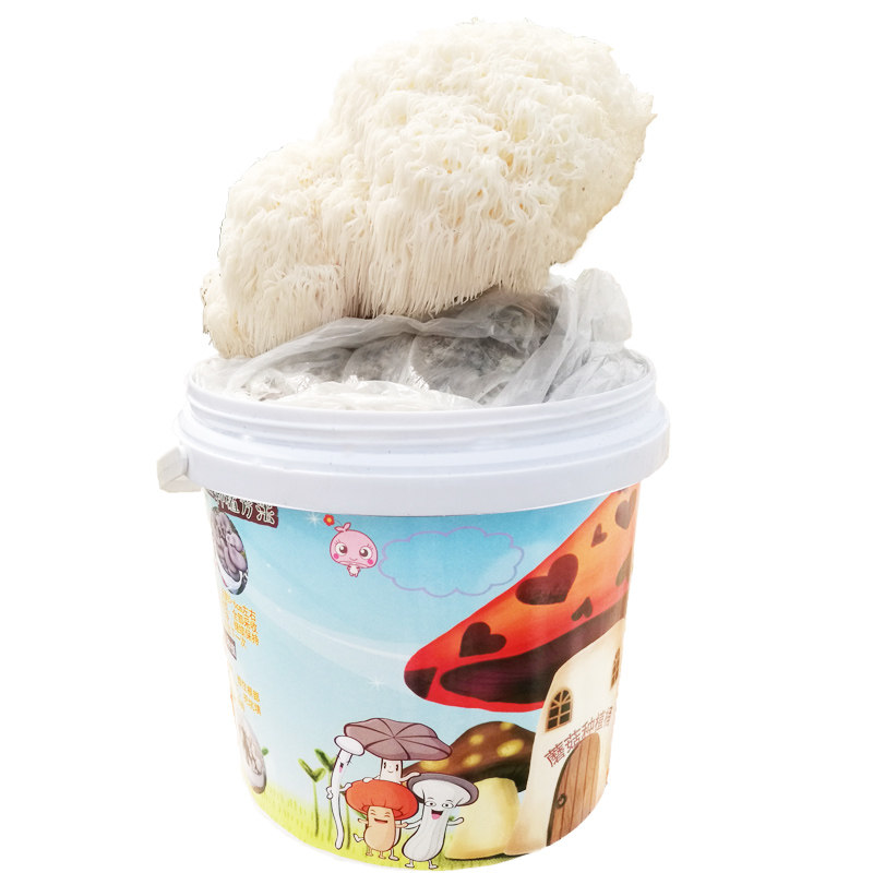 猴头菇菌包平菇菌种包蘑菇种植包菌子食用菌家庭种蘑菇[健康养胃]