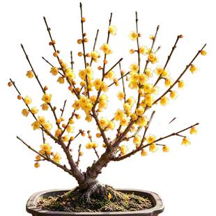 腊梅花期长好养的树苗盆栽矮化老桩盆景耐寒重瓣黄色蜡梅花树矮桩