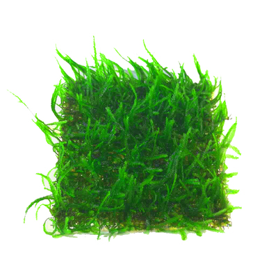 网片莫斯水草大三角鱼缸造景植物