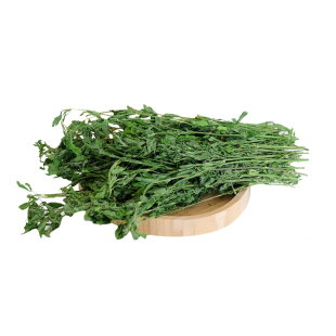BCM26年苜蓿草兔子专用粮草紫花幼兔苜蓿草饲料食干草荷兰猪龙猫