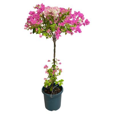 爬藤三角梅大苗四季开花绿樱红花