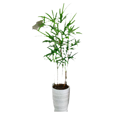 金山棕竹室内植物大型绿植