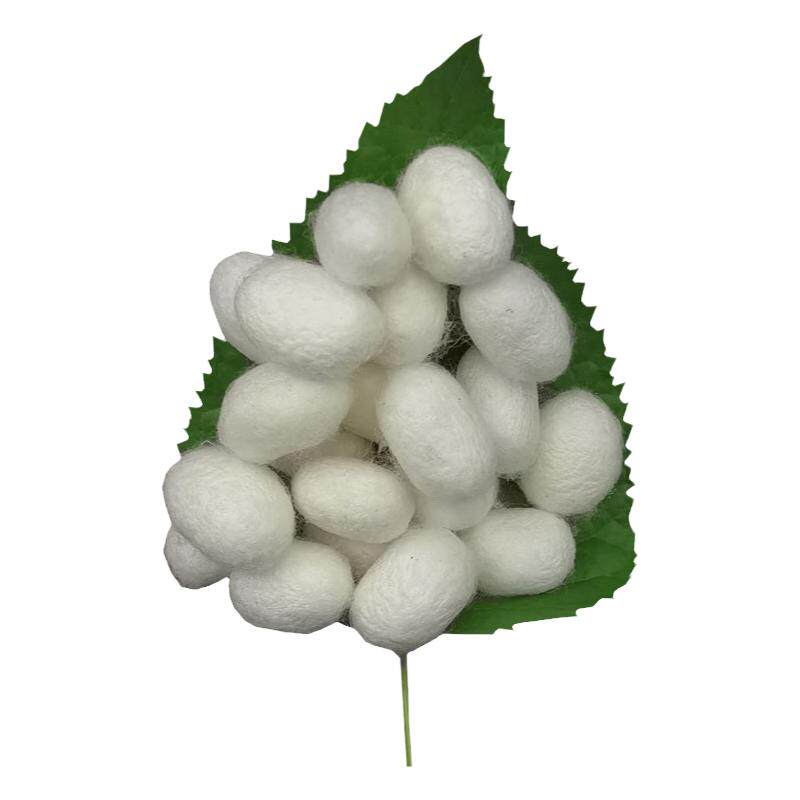 蚕农自养完整干蚕茧可抽丝自制手工做被展示双宫茧桑蚕丝团扇蚕茧