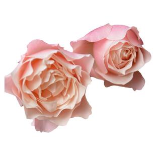 日本月季达芙妮月季花多季小苗优质品种多季阳台庭院花卉绿植苗