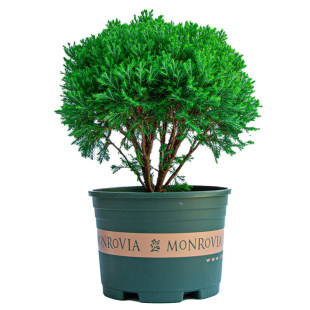 雾松盆栽雾凇四季常青树室外庭院阳台花卉植物松树苗松柏盆景绿植