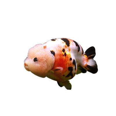 兰寿金鱼奶牛红白水墨玉兔兰寿