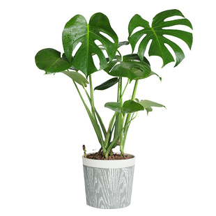 大龟背竹大盆栽植物老桩根室内客厅北欧绿植大型植物净化空气好养