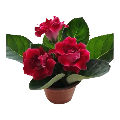 重瓣大岩桐花苗富贵芙蓉花盆栽室内观赏带花苞凤尾花盆绿植花卉好