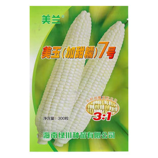 美玉（加甜糯）7号玉米种子品质优种皮超薄甜度高香甜糯玉米农用