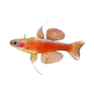 橘色珍珠燕子 热带观赏鱼草缸群游蓝霓虹阿鲁黄帆桔色珍珠活体鱼