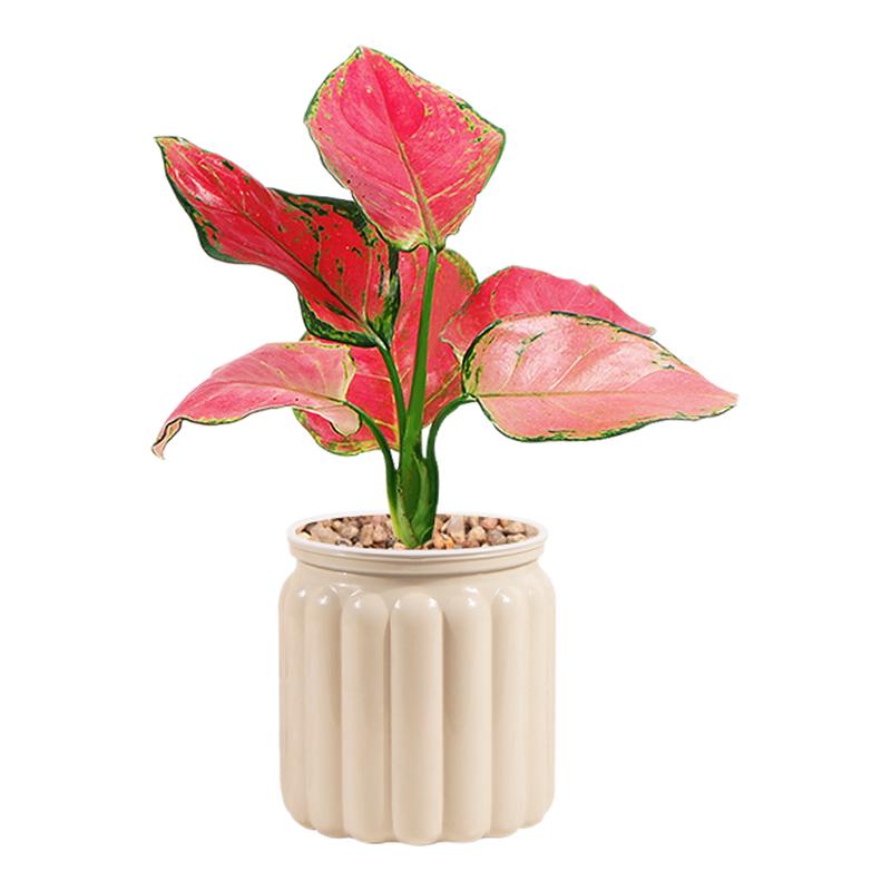 發(fā)財(cái)樹盆栽綠蘿籮桌面植物梔子花綠植花卉辦公室內(nèi)多肉水培好養(yǎng)活
