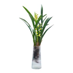 水培植物兰花墨兰室内桌面盆栽水养石斛兰绿植花卉花苗四季好养