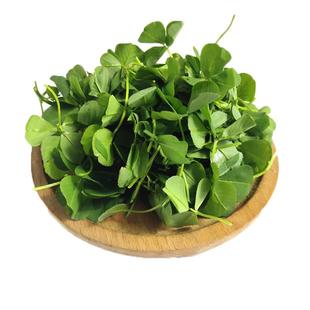 新鲜草头2斤 上海本地农家三叶菜 新鲜蔬菜金花菜苜蓿草本地草头