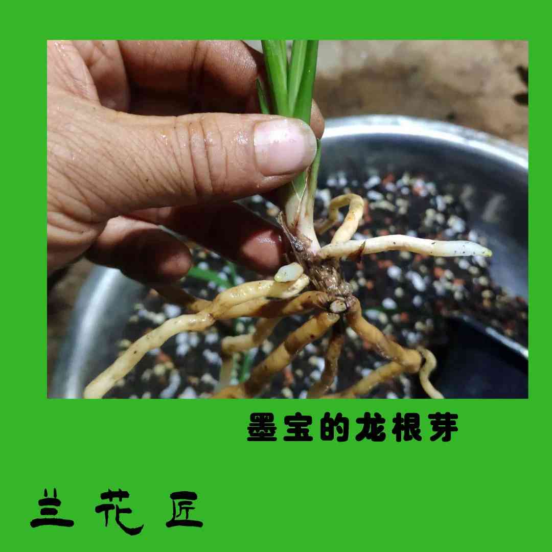 飞宇盘仙土营养土兰花土兰花泥山土兰花植料多肉土种花土君子兰