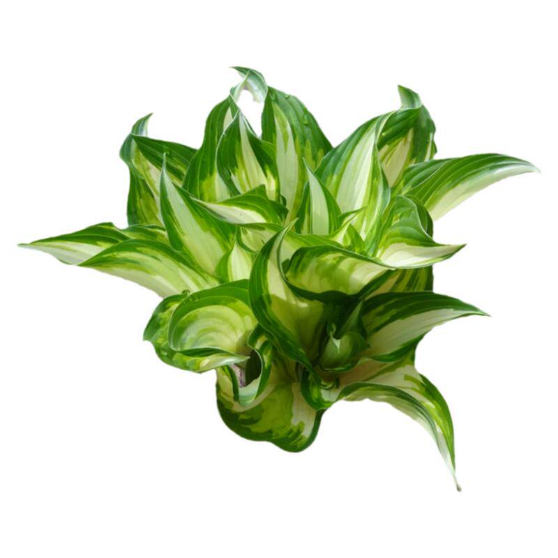 玉簪花苗彩色地被植物金边青耐寒