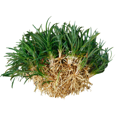 日本别墅庭院地被植物金边麦冬草