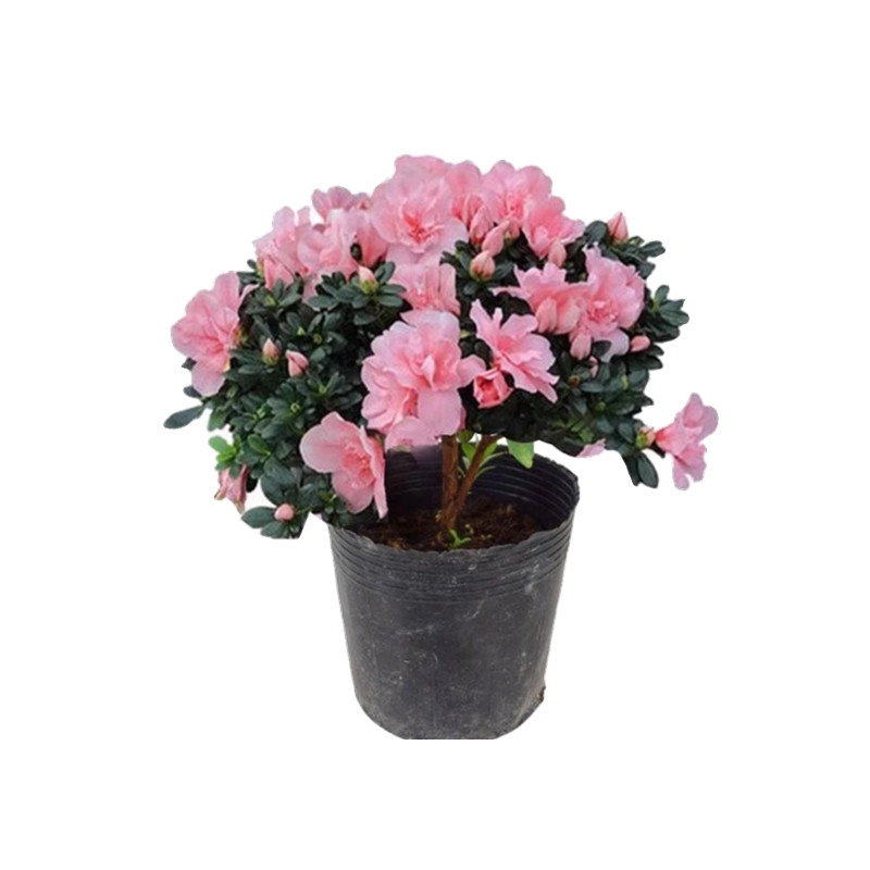 杜鹃花盆栽重瓣花卉植物室内开花鲜花带花苞树苗绿植四季好养易活
