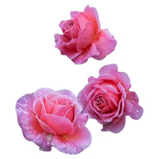 海蒂的花园 肯特公主直立月季强香大花耐热多头阳台花卉盆栽花苗