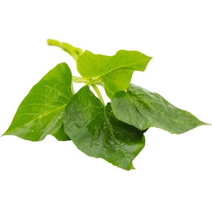 新鲜红薯叶蔬菜地瓜叶嫩绿农家自种番薯秧带杆食用红苕尖现摘包邮