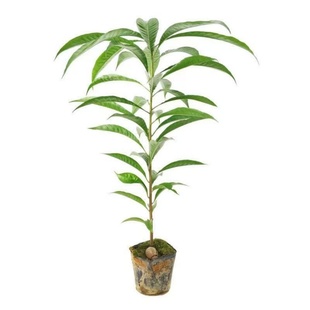 庭院风景树 栾树苗 黄山栾树 北京栾树 绿化苗木 行道树栾树小苗