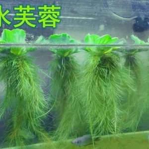 水芙蓉浮萍水草鱼缸造景一叶莲净化水质养龟养鱼水池水生植物K619