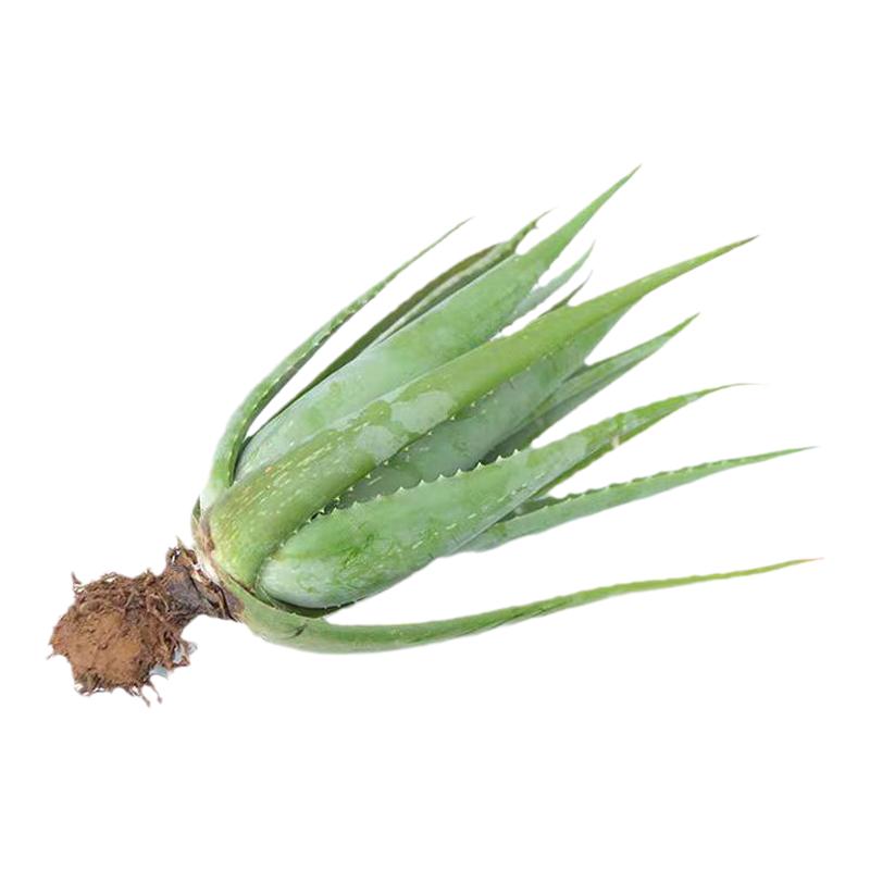 库拉索芦荟灌肤鲜叶芦荟盆栽