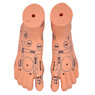 正品经络耳模型 耳按摩模型 耳部反射区穴位 耳穴模型耳朵16CM