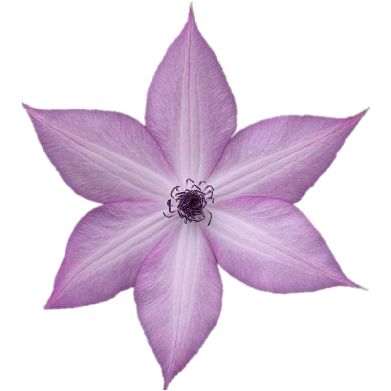 护根安芽孢杆菌多生根改良土壤