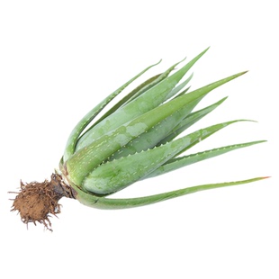 美容院专用芦荟盆栽灌肤叶片纳豆奶芦荟可食用芦荟苗植物鲜叶片